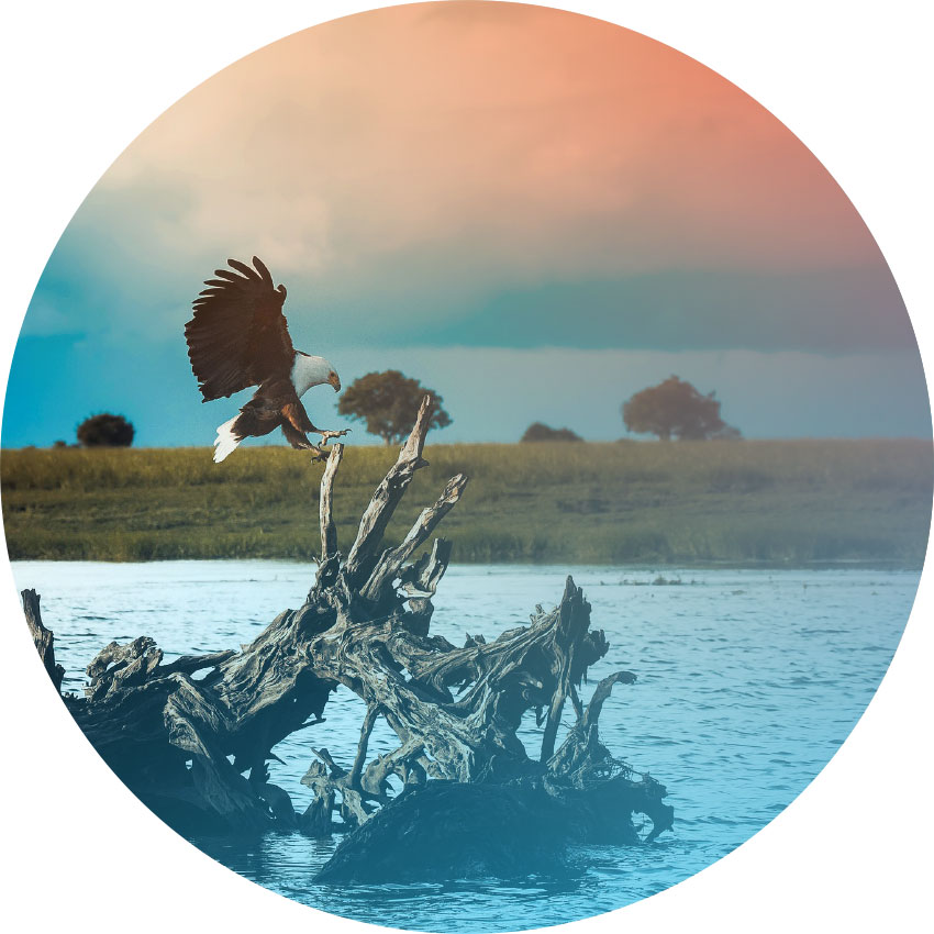 reconciliation-image-eagle