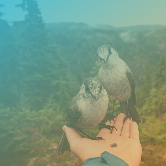 Aboutus-img Image of two birds from British Columbia