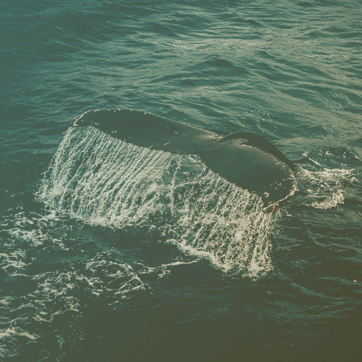 careers-image-square Image of a whale tail